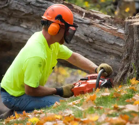 tree services Southbridge